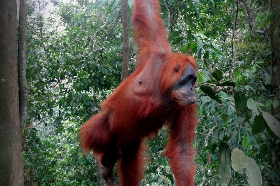 Indonésie - Camper au milieu des Orang Outans à Sumatra