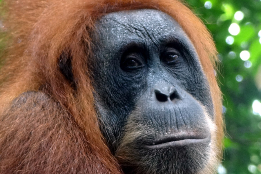 Indonésie - Camper au milieu des Orang Outans à Sumatra