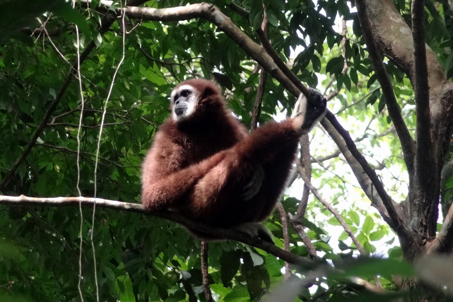 Indonésie - Camper au milieu des Orang Outans à Sumatra