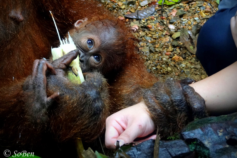 Indonésie - Camper au milieu des Orang Outans à Sumatra