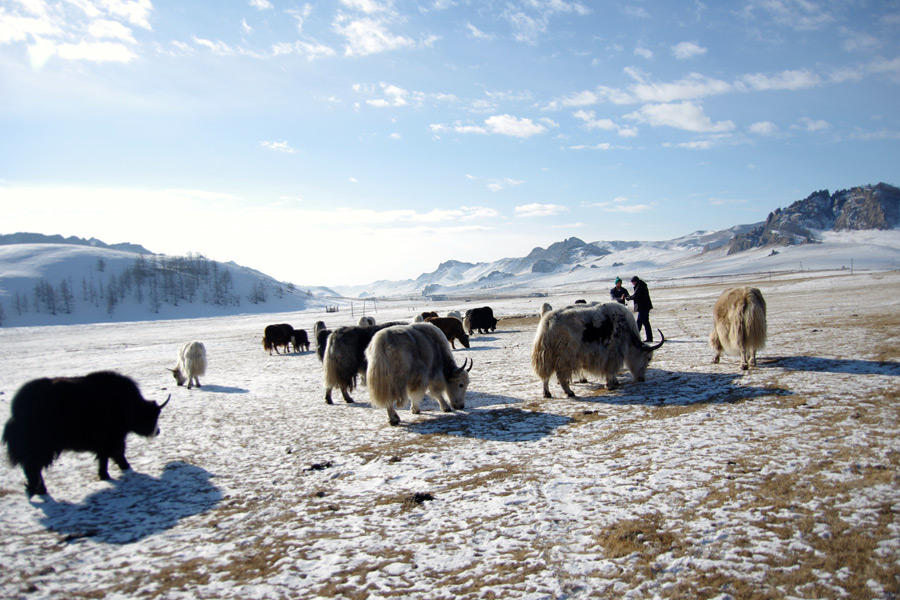 Mongolie - Hivernale en Mongolie….. Aventure en traineau à chiens