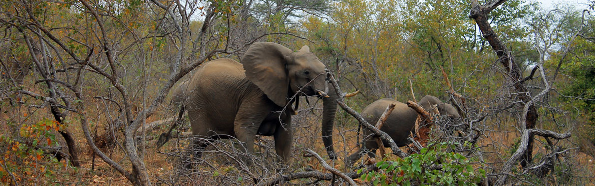 Voyage Découverte en Afrique du Sud - Selati, la Véritable Wilderness Sud-Africaine