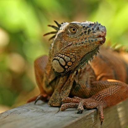 Voyage au Belize - Evasion Tropicale