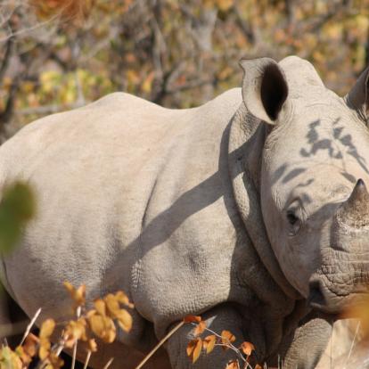 Voyage en Afrique du Sud - Du Kruger au Mozambique