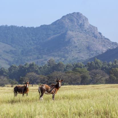 Voyage en Afrique du Sud - Du Kruger au Mozambique