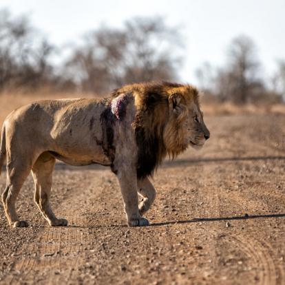 Voyage en Afrique du Sud - Le Trekker