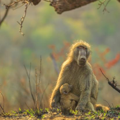 Voyage en Afrique du Sud - Le Trekker