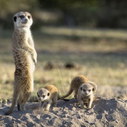 Voyage en Afrique du Sud - Safari à pied dans le Parc Kruger